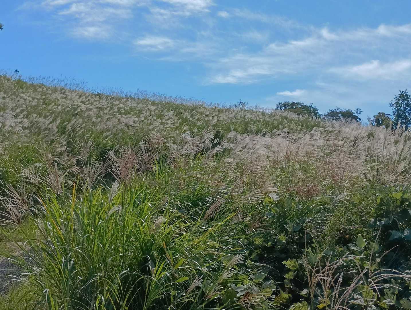 青空の中、広々とした所を歩くのって最高。