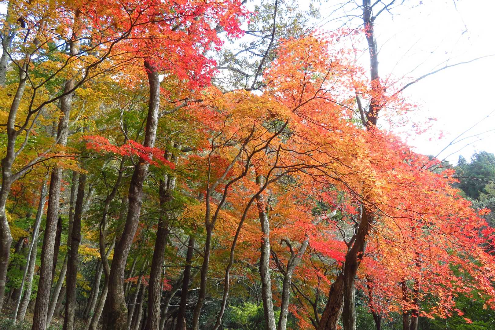 中腹から目の覚めるような紅葉のはじまり
