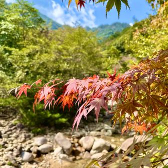 もみじはまだまだ🍁