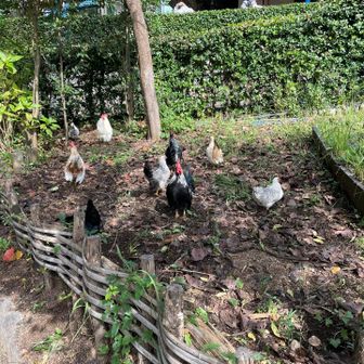 放し飼いになっていると鶏たち