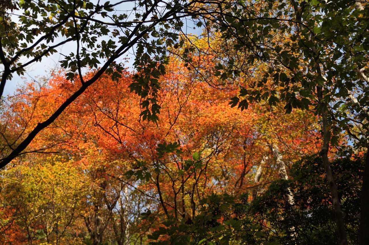 三方山-小倉山-養老山-北尾根P826峰 周回コースの写真