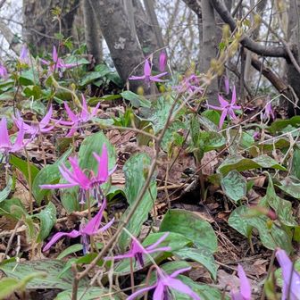 頂上の近くのほうが開いている