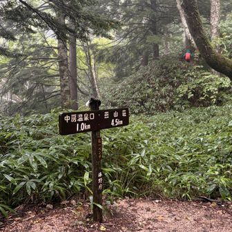急登といっても登りやすく北アルプス楽勝と思ってたら頃
