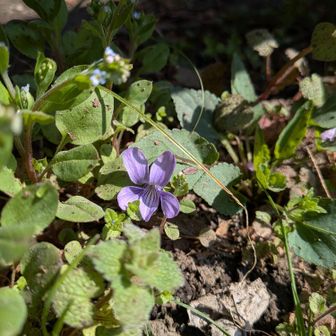 このすみれの後ろ！キュウリグサと言うそうです！かわいい花なのになんだか（笑）においがキュウリらしい🥒