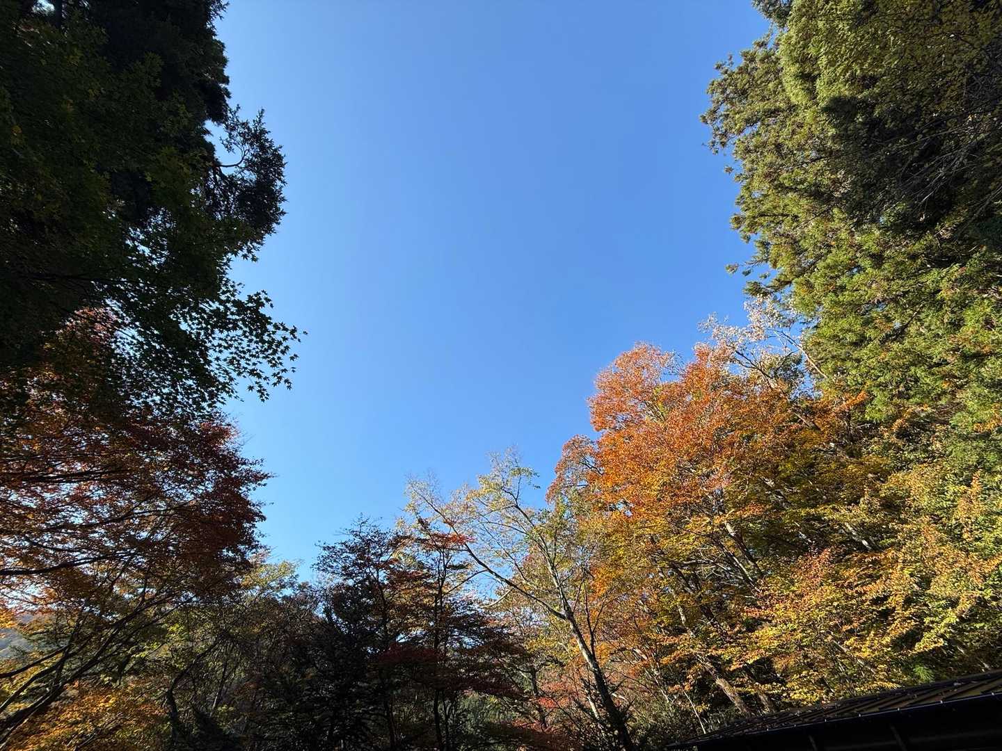 青い空に秋色の森