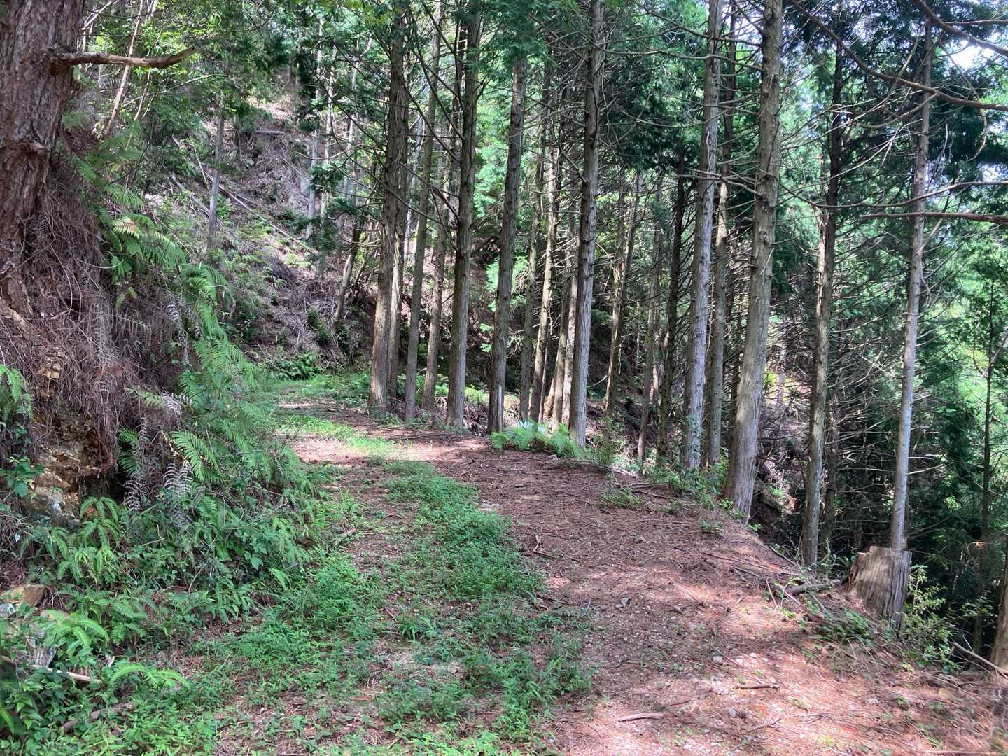 山道を通って戻ります♪ ここは🪰が沢山きたので、パーカーとグラサン装備💪