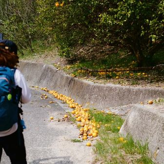 こ、、これは！！
島縦走を思い出して笑う😂
NOみかん🍊でした