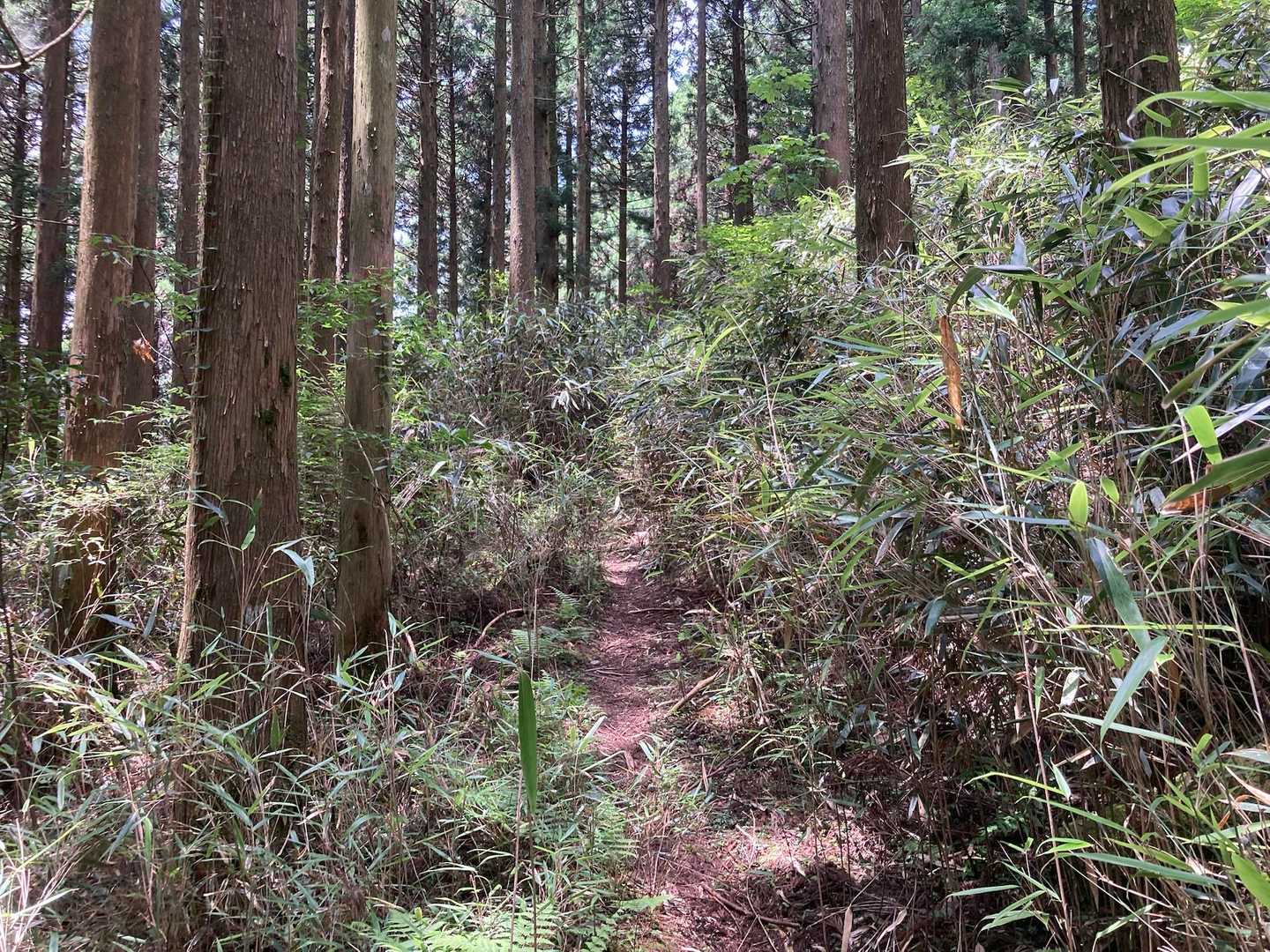 笹ヶ峰登山口-笹ヶ峰 往復コースの写真
