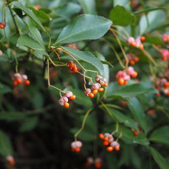 柾（マサキ）の裂果
高天彦神社の鳥居の足元に。
可愛い実ですね💕

金剛山初のぼりは、新しい出会いがありより一層楽しいものになりました😊
ありがとうございました〜