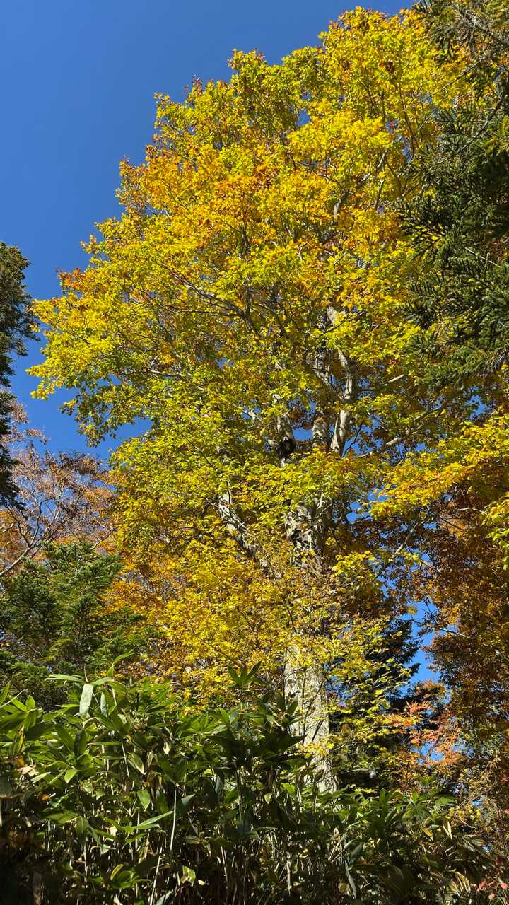 会津駒ヶ岳・中門岳、草紅葉広がる稜線へ の写真 25