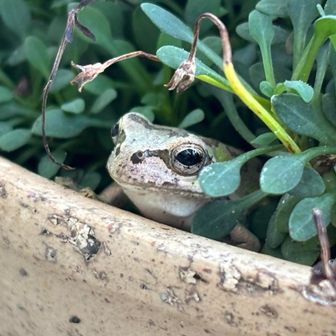 チビ爺（略称CG）