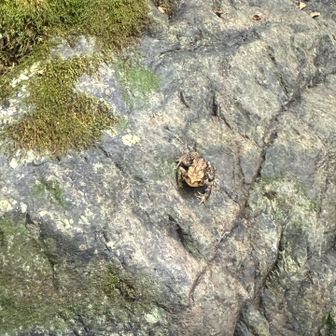 🐸