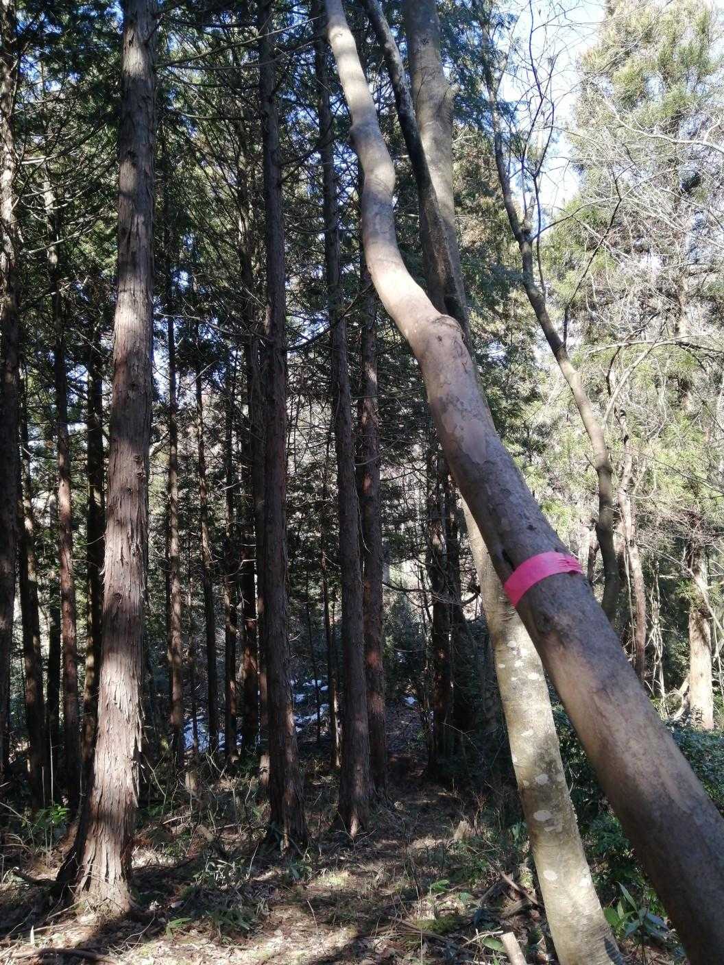でも進んで行きます🚶‍♀️