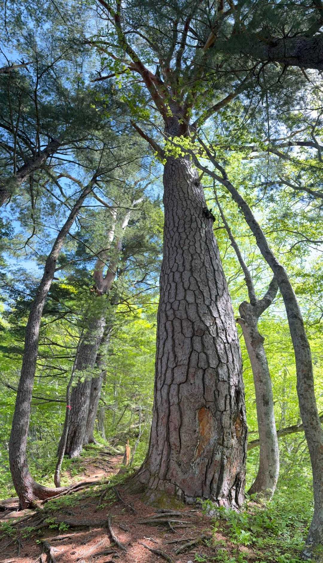 これが赤松の巨木かな🌲