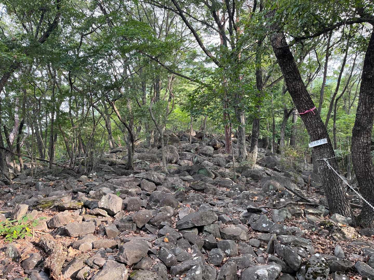 大蔵経寺山登山口-山神宮社-大蔵経寺山-大蔵経寺山登山口 往復コースの写真