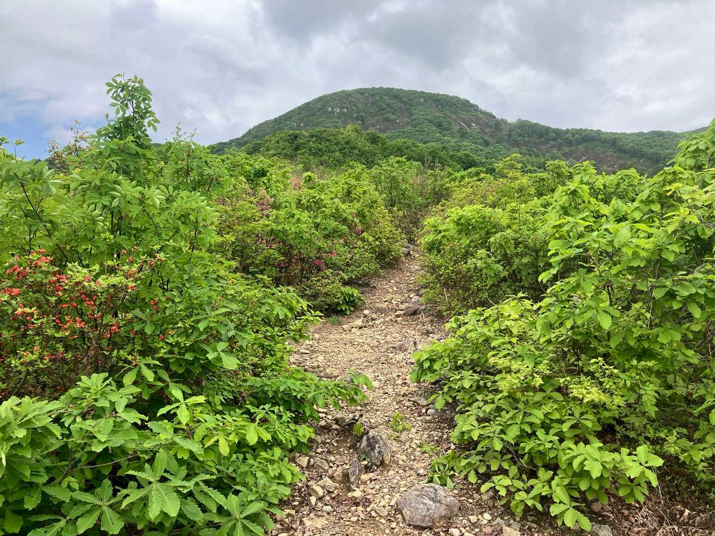 権現堂山登山口-下権現堂山 周回コースの写真