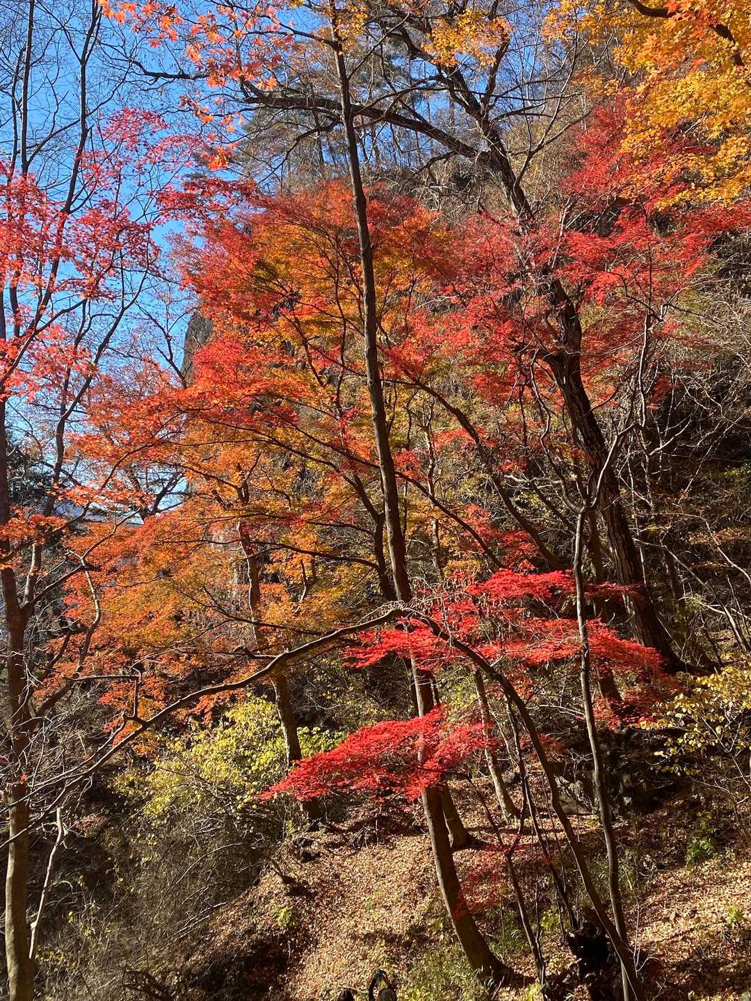 古谷登山口-密岩登山口-岩櫃山-赤岩登山口 周回コースの写真