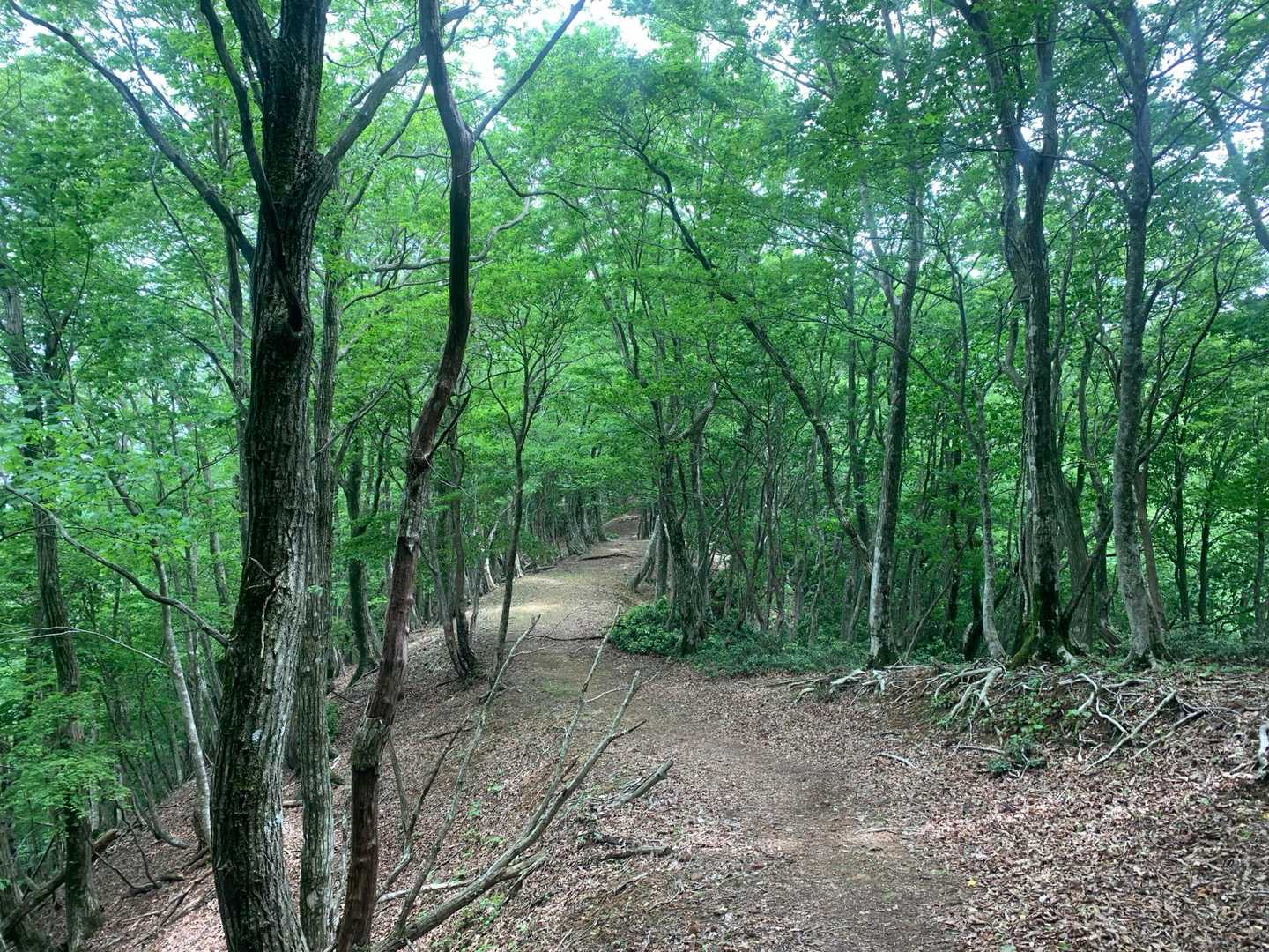 長老ヶ岳 往復コースの写真
