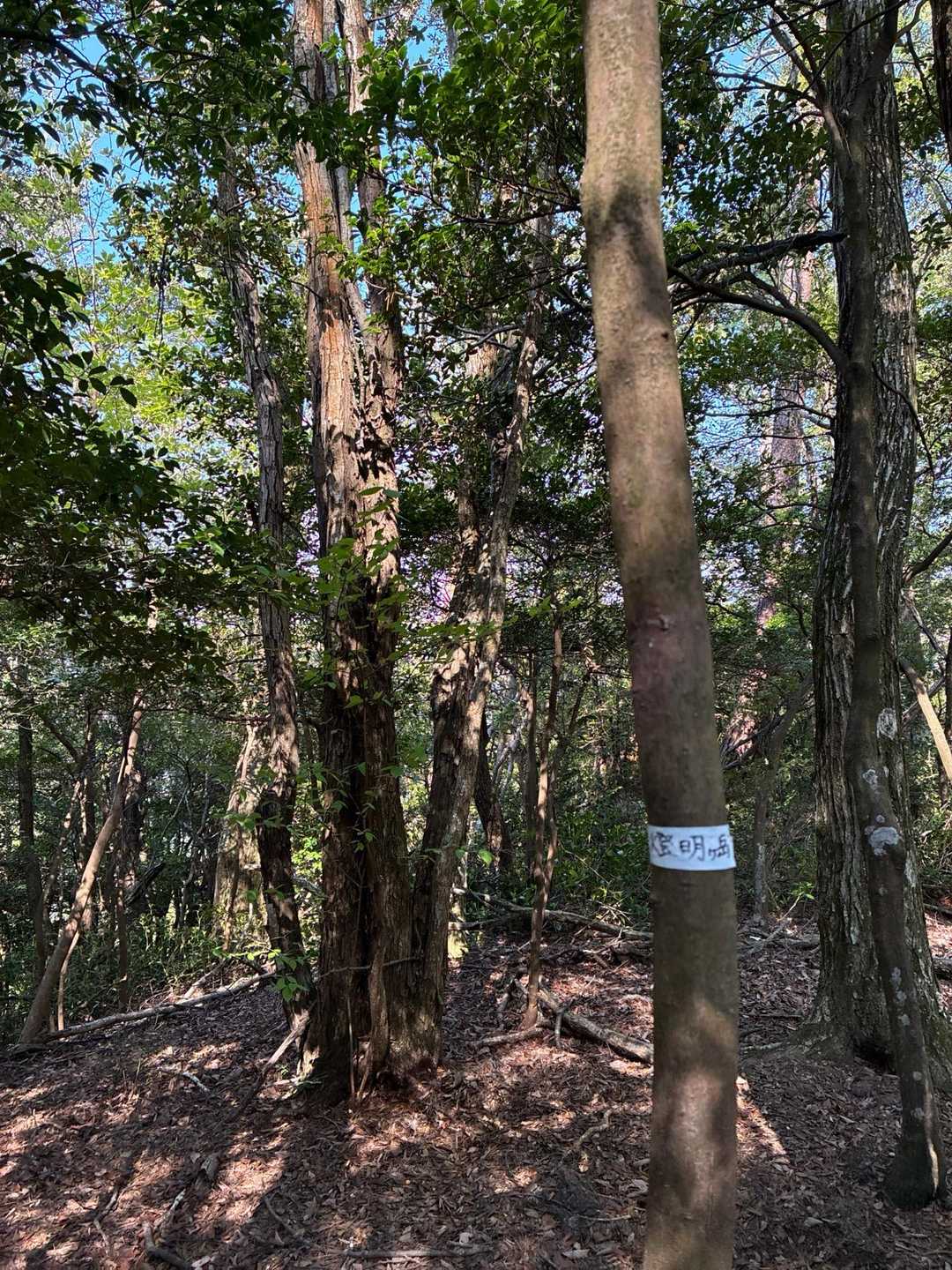 燈明ヶ岳到着✨
別名？　「天狗魔王岳」👺
格好のいい名前👍