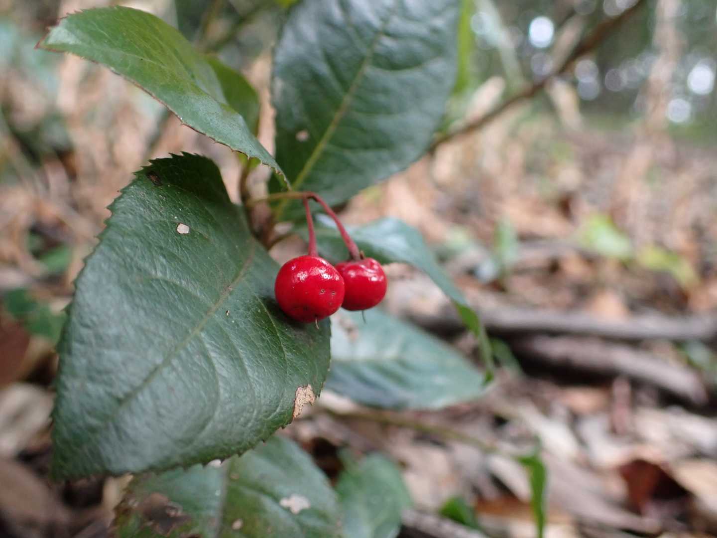 サクランボのようなヤブコウジ（十両）🍒