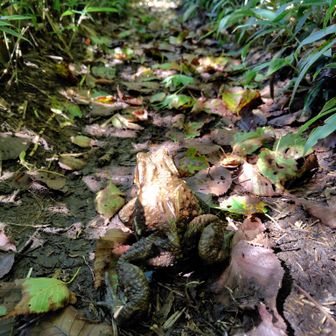 3匹目　狭い登山道の真ん中にいるからびっくりする