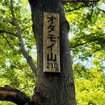 7ピーク目『オタモイ山』
