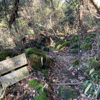 ありました！アドベンチャーコース1入口‼️
ここからヒカゲツツジ捜索 本気で攻めます💪✨