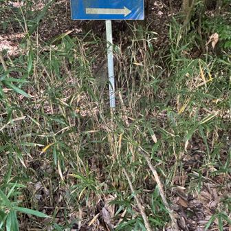 懲りずにまた笑ったりお喋りしながら高速道路近くの登山口に下りてきました。
看板の下に本日蜘蛛の巣払いでいい仕事をしてくれた木の枝をそっと置いて。
