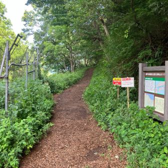 さすが初夏。うっそうと茂っておりますな