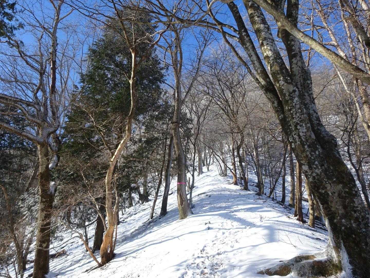 気持ちいい道ですよ。