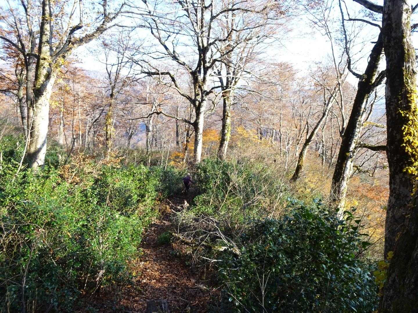 この辺りで獣の気配が😓