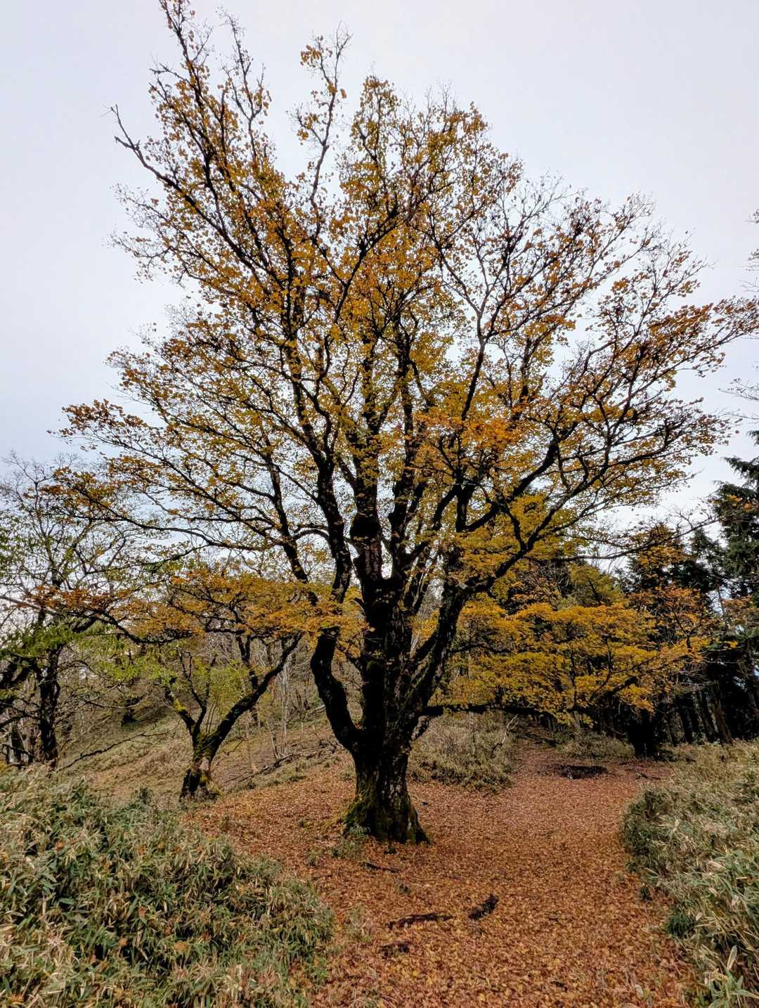 カエデの巨木