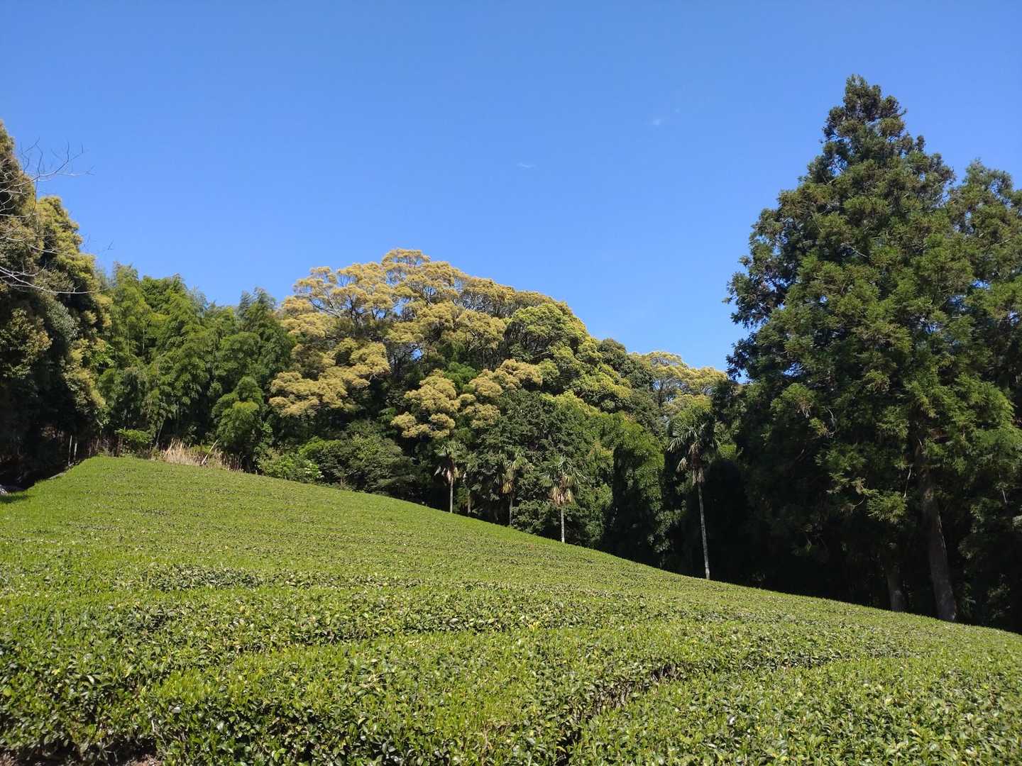 峠バス停-びく石登山道入口-石谷山 周回コースの写真