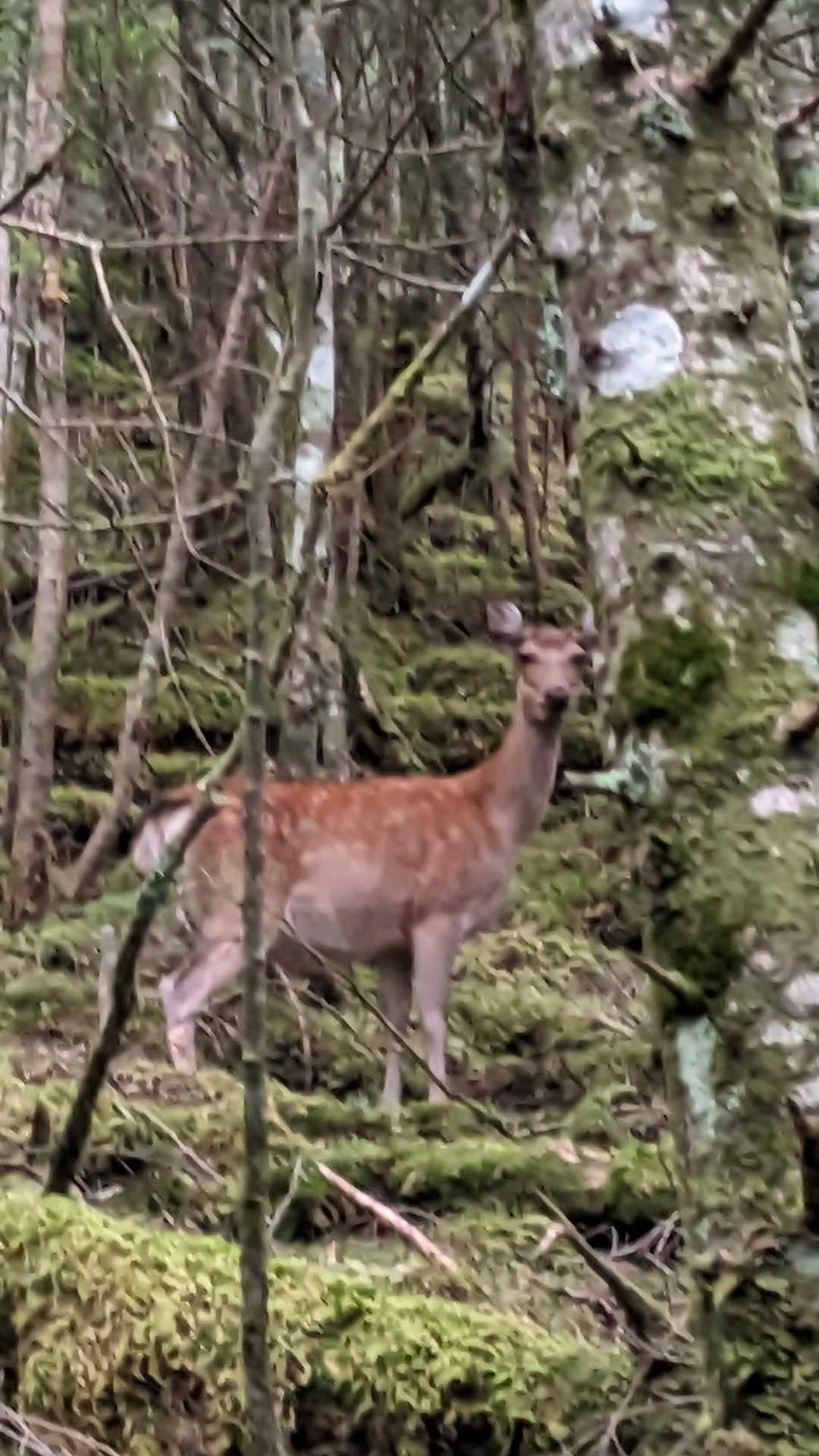 🦌