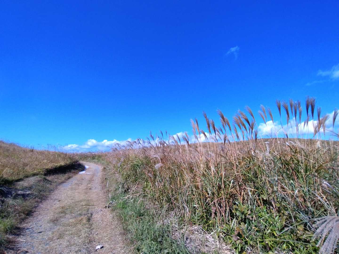 のどかな道と青空に映えるススキ。