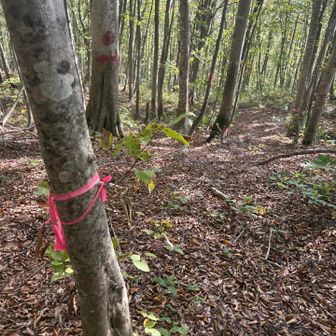 踏み跡薄く、ピンテが無いと失いそうな道です