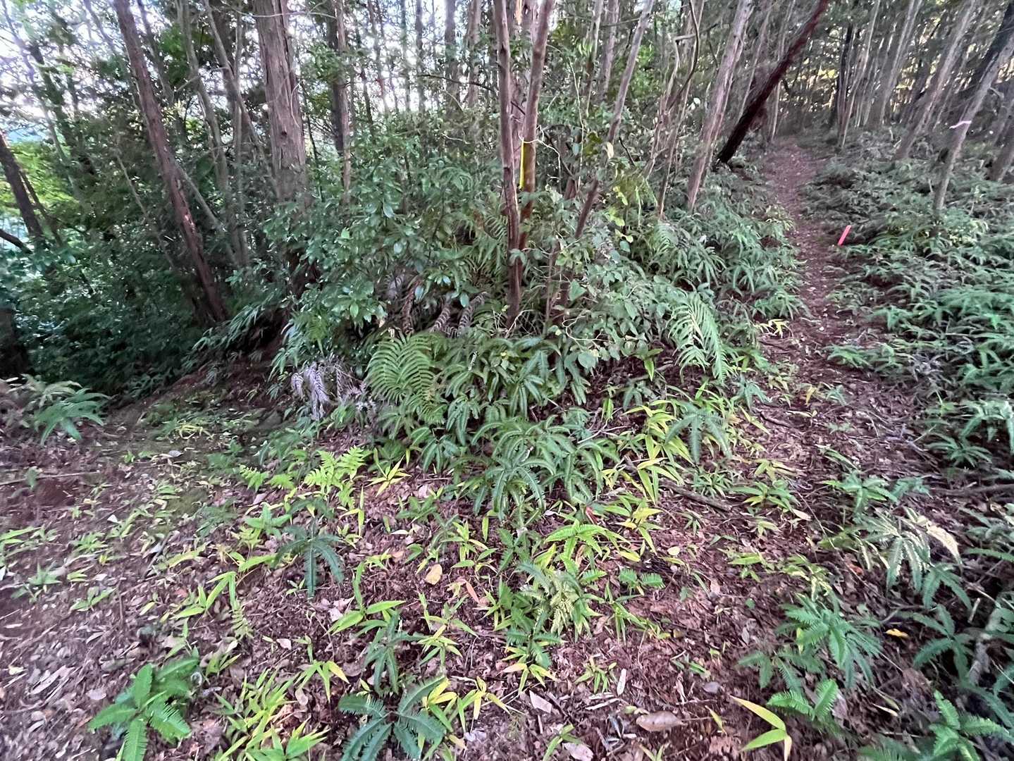 私はYAMAPの地図通り左に降りましたが、こちらは滑るので
少し大回りですが真っ直ぐ行って左に降りた方が良いそうです。

https://machihadaya.site/inoyama/
↑
下山してから見つけました