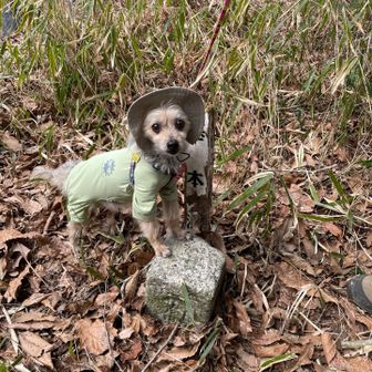 猪辻山三角点タッチ🐶❤️‍🔥