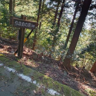 この標識が出たら林道終了の合図で登山道に戻ります。この道が結構荒れ気味なんですよね。ヤマビルがいるならば、むしろこっちにいそうです。