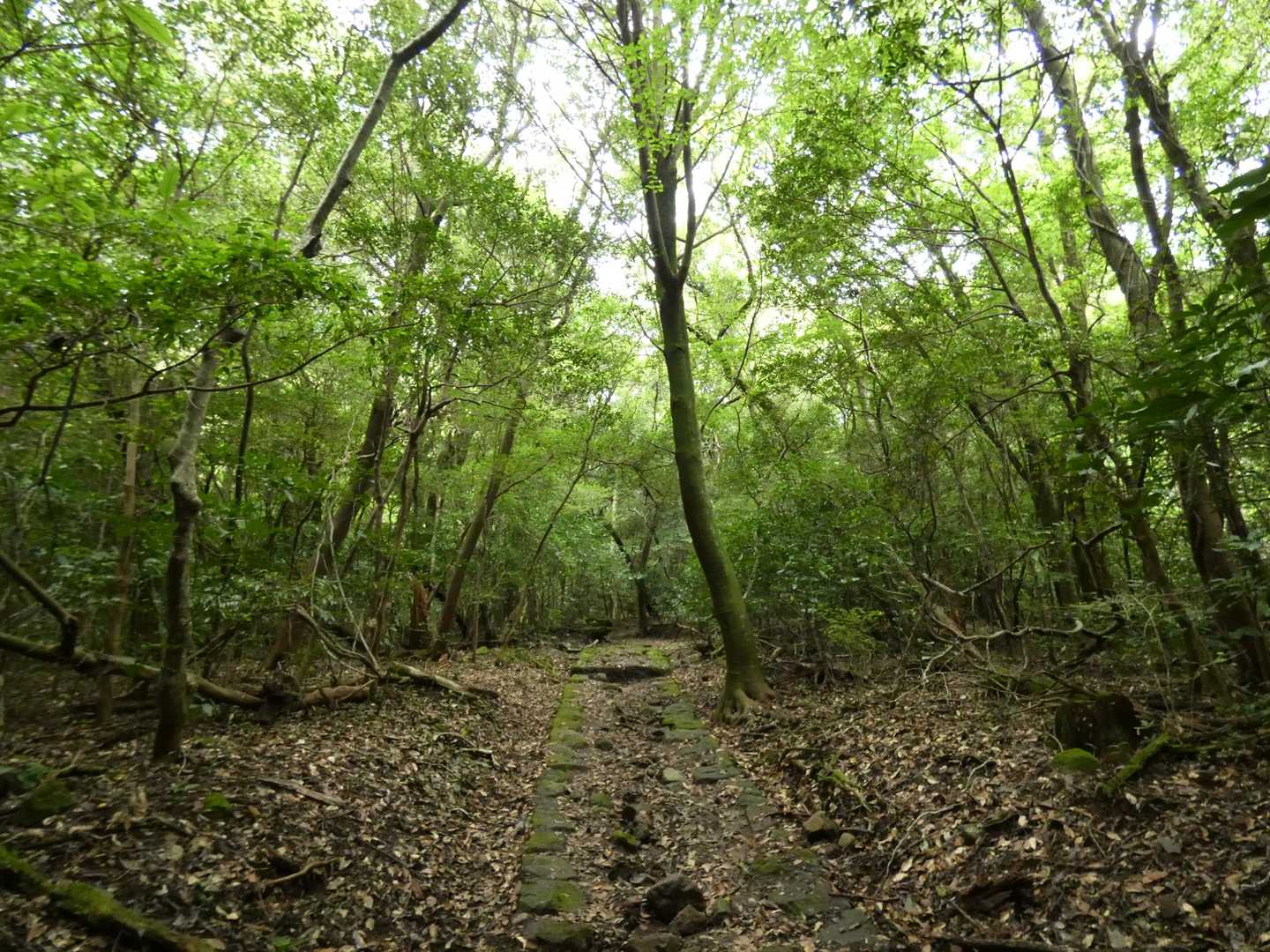 山中は涼しいです❗
時折ガスが…、景色は見れるだろうか…