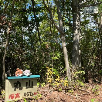 丸山到着。「2等三角点の山457.4m」
本日はここまで。