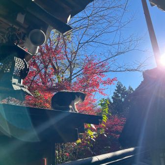 猫🐈さんが日向ぼっこしてました