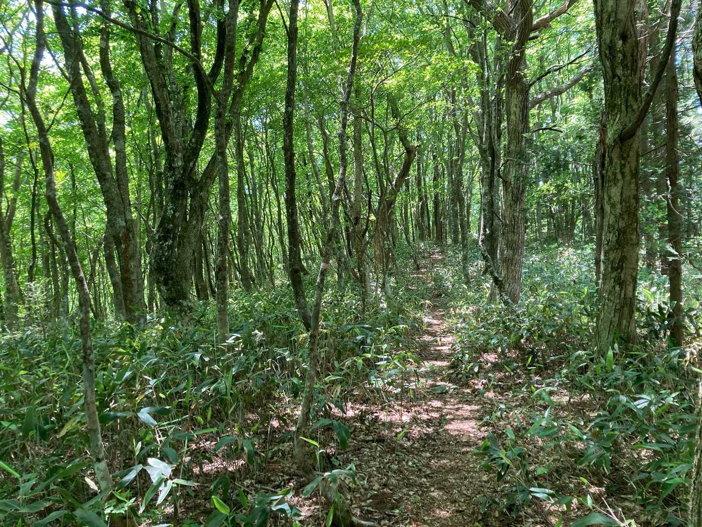 広葉樹林に包まれ鳥のさえずりを楽しむ