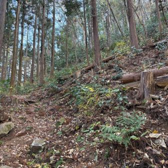 落ち葉の山道を