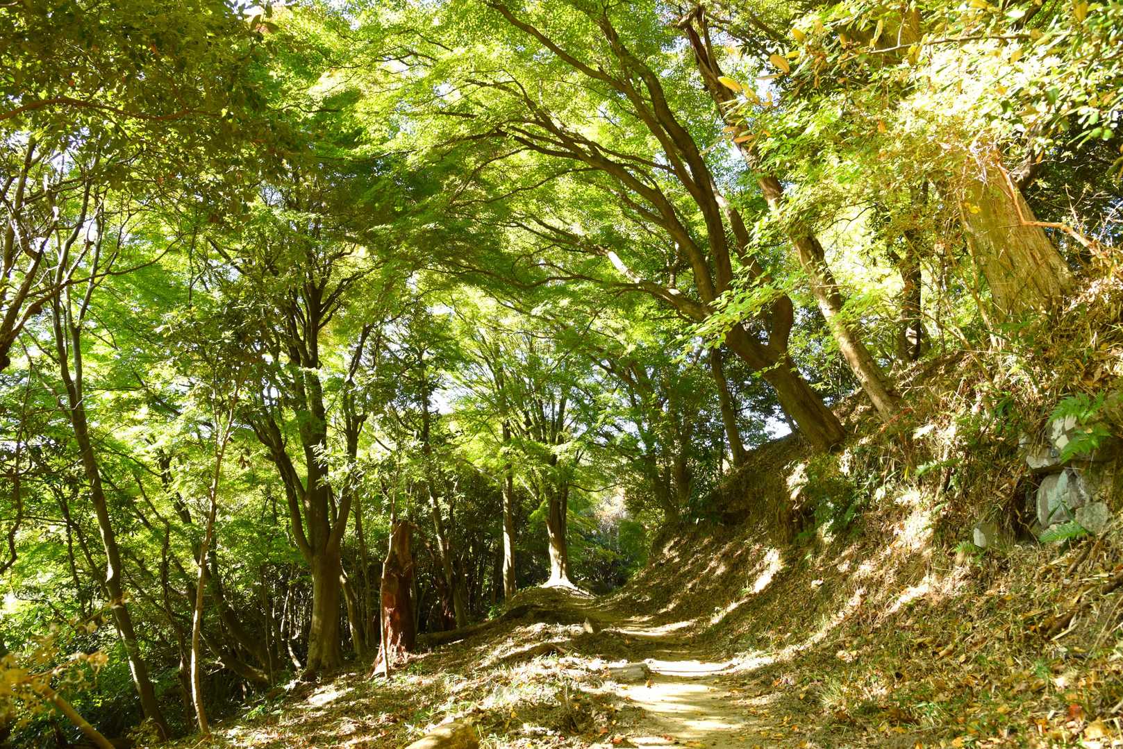 ここの紅葉🌿は次週の冷え込みで
徐々に色づき始めそう