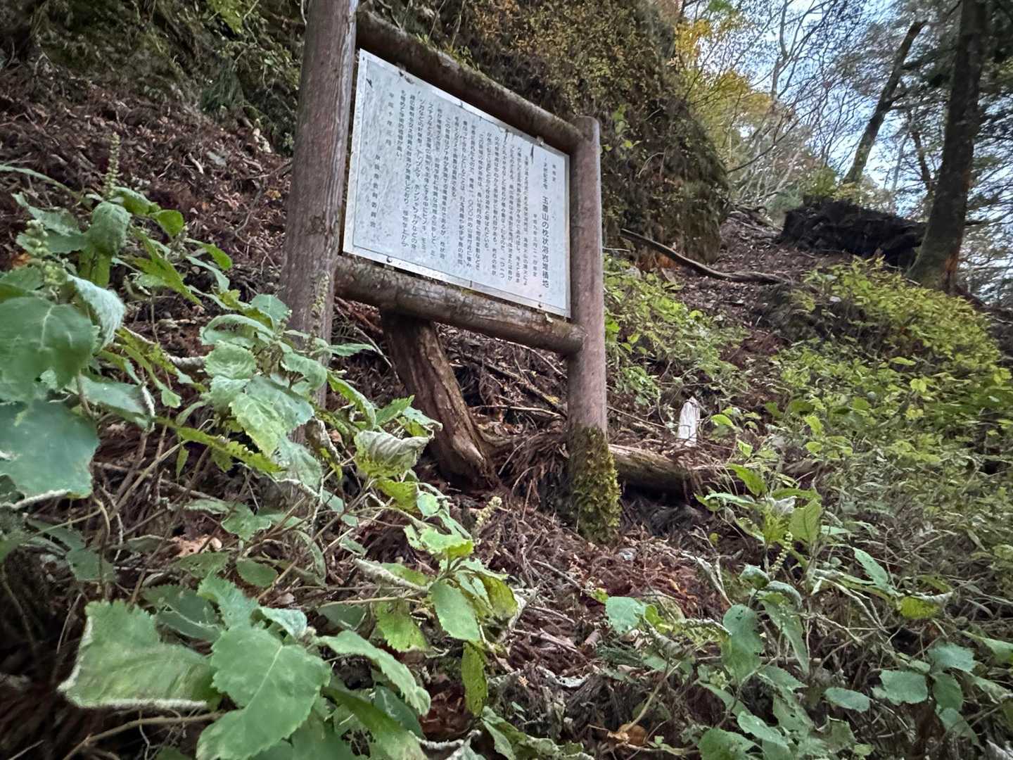 県指定 天然記念物
玉置山の枕状溶岩堆積地

周りにはミカエリソウがわんさか
氷華見れるかな❓いや、ここまで来れないね❄️