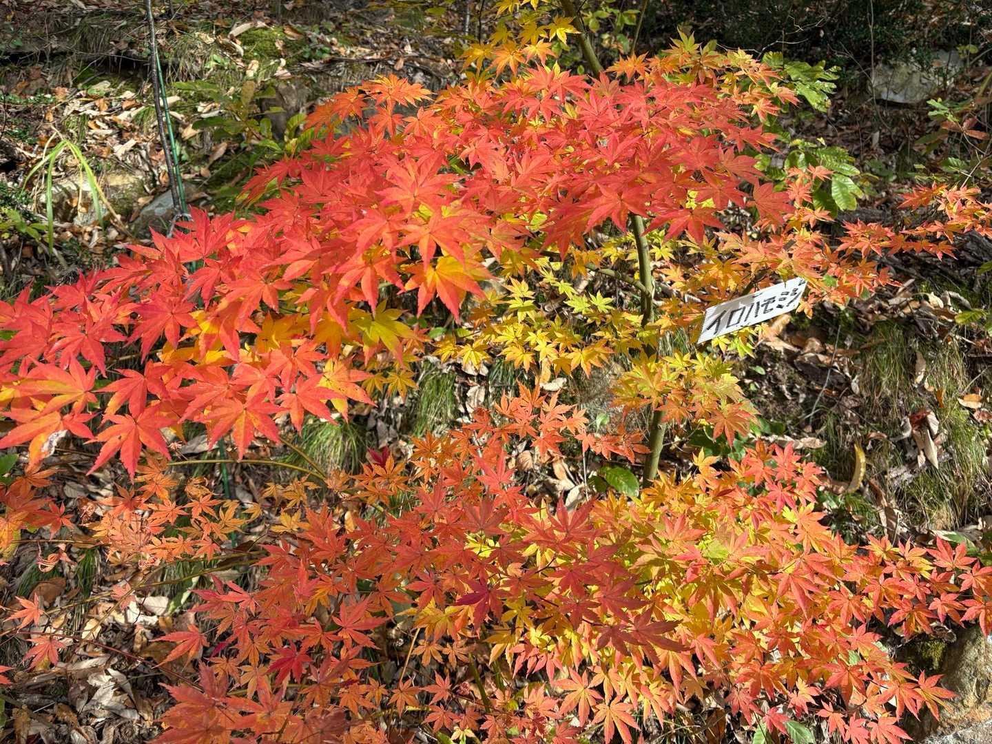 小菰石山-大岡山 往復コースの写真