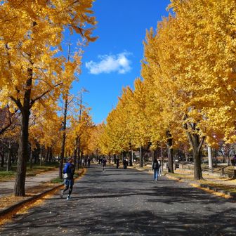  黄葉がベストタイミング🤩
それにしてもランナーが少な過ぎます。
明日の奈良マラソンに出場のためかな