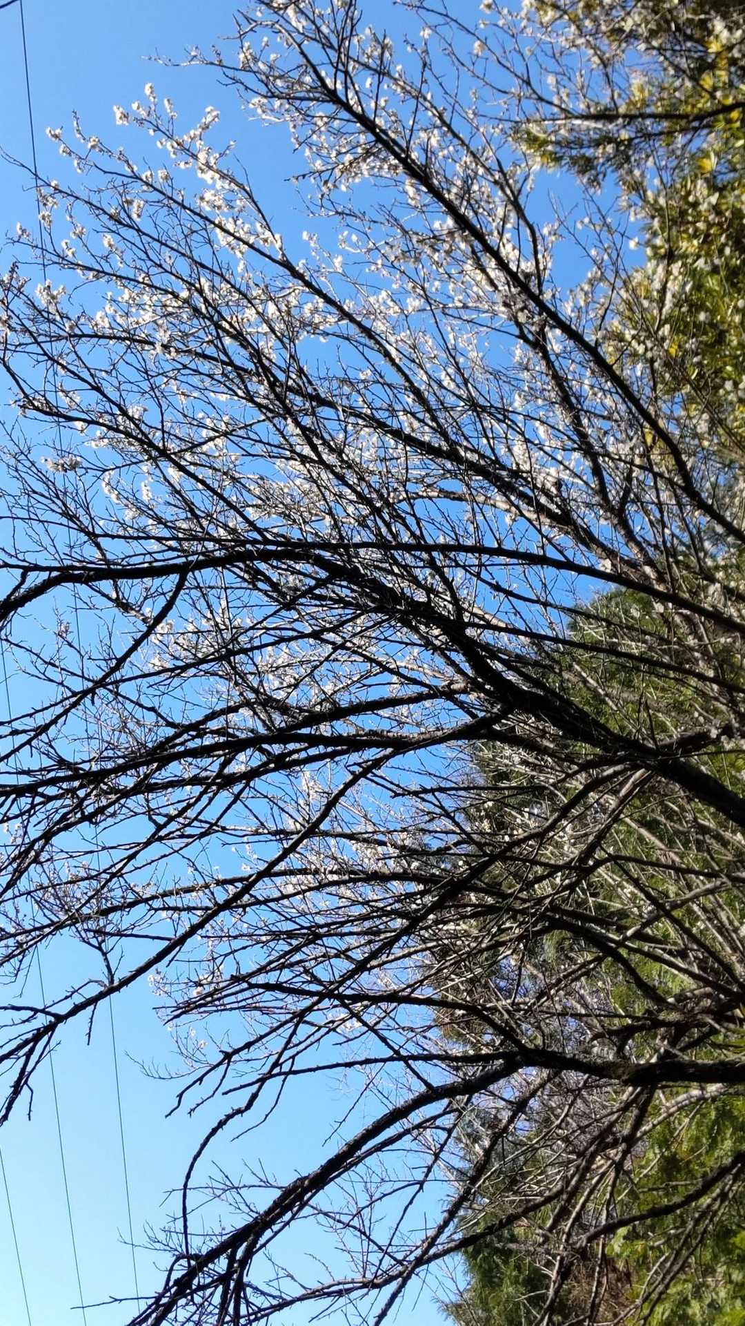 陽当たりのいい民家では早くも桜が