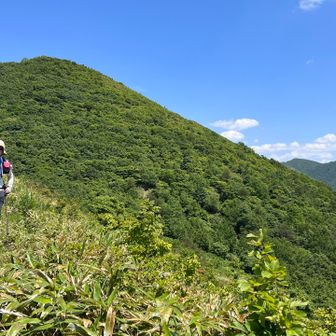 後は、今過ぎた三方沢山
あとは三曲山、駒形山を経由してワラビ取りの原っぱに到着🎉